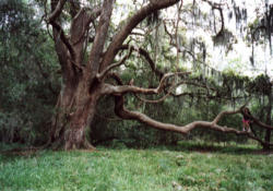 Image of The beauty I am speaking about isn’t limited to physical beauty - like your eyes or your nose. The beauty that I am speaking of can include the beauty of seeing our children, grandchildren, and great grandchildren play, learn and grow and being around to be a part of it. We are the 'Oak Tree' with some damaged limbs that need trimming. With our weathered stand we represent majestic beauty to them. 
