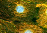 Image of 