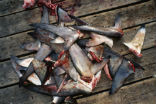 Image of Shark fins are considered a Chinese delicacy, but scientists and environmentalists say the practice if finning is both cruel and dangerous.
