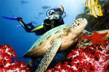 Image of A diver swims with an endangered sea turtle, returned to the vibrant, rehabilitated reef. 