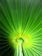 Image of The experience of millions of men might be at odds with the results of a clinical study on the efficacy of saw-palmetto.