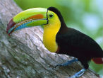 Image of One of the colorful species of toucan on Barro Colorado Island in Panama.
