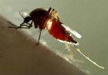 Image of A mosquito drinks blood from a human host-- scientists are turning to genetic modifications to eliminate disease carrying populations.