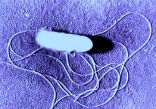 Image of A listeria bacterium as seen through a microscope.