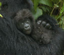 Image of Infant gorillas such as this one can fetch up to $15,000-$40,000 on the black market. Typically the mother gorilla and other family members must be killed so the baby can be stolen.