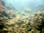 Image of A coral reef killed by acidification. One-quarter of the world's marine life depends on the health of coral reefs.