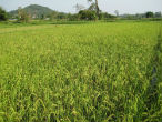 Image of China is developing agricultural projects in Africa to produce food for their ever-growing population. 