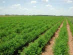 Image of The UN alleges Mexican agricultural policy is unfairly helping large farms at the expense of the small.