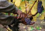 Image of Vine and the branches