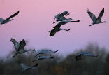 Image of Sandhill cranes signal the end of summer when they arrive in the San Joaquin Valley.