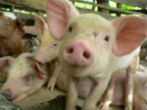 Image of Pigs have tragically been known to eat humans who come to feed them. 