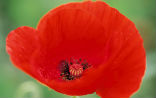 Image of The poppy has long been prized for its poisonous, painkilling sap from which opium is derived. 