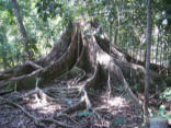 Image of Tree with roots