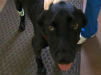 Image of Dante saved his caretaker from a cottonmouth snakebite.