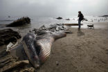 Image of Residents came out to see the carcass, despite the stench. 