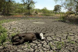 Image of Cattle die in droves as an oppressive drought stretches into its 19th month. 