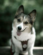 Image of Really, how can you resist?