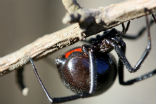 Image of Don't get old, that's the most important rule for black widows it seems.