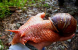 Image of Giant African land snails are very large and dangerous. The public is warned against handling them.