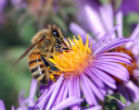 Image of Bees are essential to a third of America's food supply.