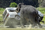 Image of Sometimes the elephant wins.