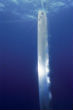 Image of A rare sighting of a live oarfish near the surface. It probably does not mean much. 