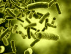 Image of Bacteria are winning the war because they evolve faster than the drugs developed to fight them. 