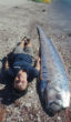 Image of A tour guide lies beside a beached oarfish specimen on the Isla San Francisco in Mexico. 
