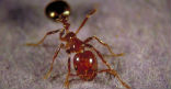 Image of A new, joint German and Chinese study suggests that ants may show intelligence that rivals internet search engines.