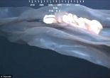Image of This creature is a rare deepstaria reticulum, or placental jellyfish.