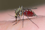 Image of Scientists may have discovered a method in which the particular strain of mosquito which spread Malaria may be eradicated.