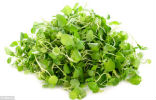 Image of Watercress was the winner in the study, scoring 100 in the study.
