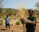 Image of Fonio is a new super grain from Africa, rich in protein and amino acids, but is also low in sugar. 