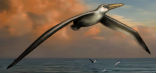 Image of P. sandersi is an ancient bird that could have had a wingspan between 20 and 24 feet.