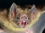 Image of Bats can see with polarized light, and may use it to navigate with, a new study says.