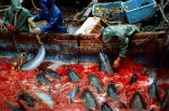 Image of In the 2014 hunting season, which lasts from the end of September to March, fishermen will be able to kill thousands of dolphins and other porpoises. 