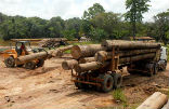 Image of Illegal logging has become an incredibly large part of the deforestation problem.