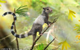Image of New fossils of early, squirrel-like mammals, found in China, have shown that mammals may have existed early then previously thought.
