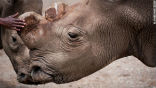 Image of Suni, the 34-year-old northern white Rhino who was key to potentially keep the species alive, has died of natural causes in Kenya.
