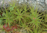 Image of Related to the South African Roridula 