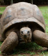 Image of Turtles can be in grave danger if they remain flipped over for too long of a time period.