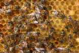 Image of A substance used by bees to seal openings in their hives may be capable of preventing or reversing hair loss.