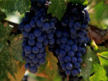 Image of A Vineyard