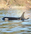 Image of J50 brings hope to endangered orca pod.