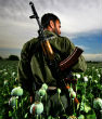 Image of Provincial government eradication of opium poppies in 2014 sharply decreased by 63 percent. [Photo: Brent Stirton/Getty Images]