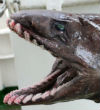 Image of According to South East Trawl Fishing Association, the frilled shark is often referred to as a 