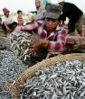 Image of Researches estimate, oceans may be virtually emptied by 2050.