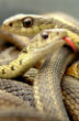 Image of The earliest ancestors of snakes may have retained feet and ankles as late as 20 million years ago.