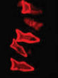 Image of Microfish glow red in the presence of toxins.