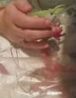 Image of Holli Gorveatt touches her hand to Link's (ABC7).